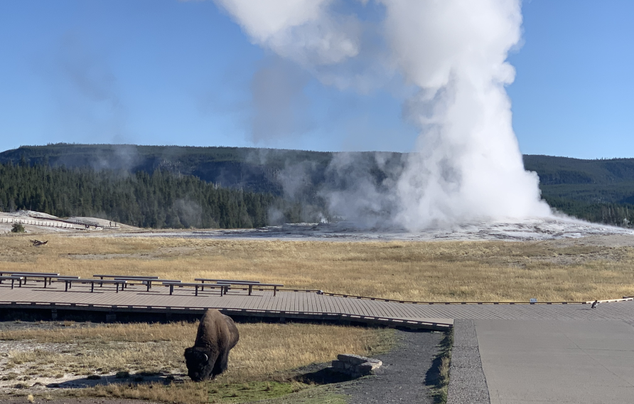 Bison grazing in front of Old Faithful at Yellowstone National Park. Jacobs is currently working with NPS to develop creative solutions to renew utility systems at this park. 